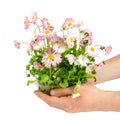 Man& x27;s hands hold pink blooming daisy seedling in plastic container isolated on white background. Royalty Free Stock Photo