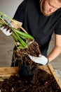 Man& x27;s Hands hold Zamioculcas plant with roots, repotting flower indoor, the houseplant pot transplant Royalty Free Stock Photo