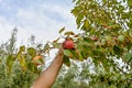 Man& x27;s hands picking the ripe persimmon fruit hanging from the tree branch. Royalty Free Stock Photo