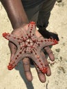 A man in Zanzibar holds a beautiful starfish - AFRICA