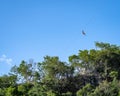 Man ziplining in the Mexican jungle