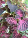 Mana pink iler coleus pink leaves Royalty Free Stock Photo