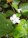 Manaca brunfelsia flower in the park