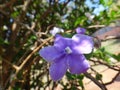 Manaca flower