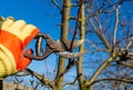 Management and prevention of orchards. Close-up of a gardener hand with a garden pruner cutting a branch on a fruit tree Royalty Free Stock Photo
