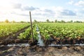 Management of watering process of eggplant plantation by irrigation canals system. Agriculture and agribusiness. Agronomy. Rural