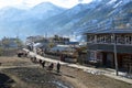 Manang, Nepal. A line of pack mules walking through the village of Manang. With the snow covered Himalayas in the background