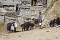 Herd of yak and men in the village of Manang in Annapurna circuit, Himalaya, Nepal