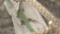 Manapany Gecko - La Reunion