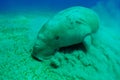 Manatee Royalty Free Stock Photo