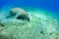 Manatee Royalty Free Stock Photo