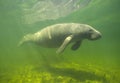 Manatee Royalty Free Stock Photo