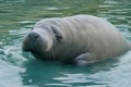Witness the grace of a majestic manatee as it peacefully navigates through clear, tranquil waters. Royalty Free Stock Photo