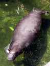 Manatee Royalty Free Stock Photo