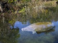 Manatee and Alligator Lay Down - Wakulla Springs Royalty Free Stock Photo