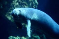 Manatee in aquarium.