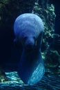 Manatee in aquarium.