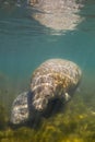 Manatee and calf Royalty Free Stock Photo