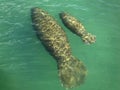 Manatee and Calf Trichechus Royalty Free Stock Photo