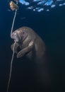 Manatee chewing on rope