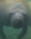 Manatees Stock Photos. Manatees head close-up profile view. Manatee enjoying the warm outflow of water from Florida river.
