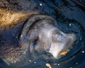 Manatees Stock Photos.   Manatees head close-up profile view.  Manatee picture. Manatee image. Manatee portrait Royalty Free Stock Photo