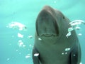 Manatee curious with the diver