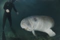 Manatee and Diver Royalty Free Stock Photo