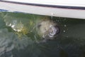 Manatee drinking fresh water Royalty Free Stock Photo