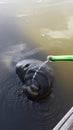 Manatee drinking fresh water Royalty Free Stock Photo