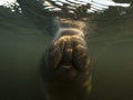 Manatee or dugong or sea cow swim throw crystal clear water Royalty Free Stock Photo