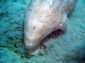 Manatee eating Royalty Free Stock Photo