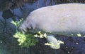 Manatee eating Royalty Free Stock Photo