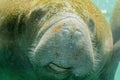 Manatee eating close up Royalty Free Stock Photo