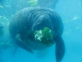 Manatee eating lettuce Royalty Free Stock Photo