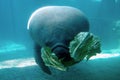 Manatee Eating Lettuce Royalty Free Stock Photo