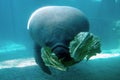 Manatee Eating Lettuce