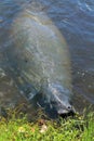 Manatee Eating Near Shore Royalty Free Stock Photo