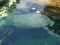 A Manatee eating romaine lettuce Royalty Free Stock Photo