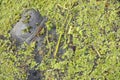 Manatee eating sea grass at Blue Springs State Park Royalty Free Stock Photo