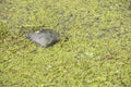 Manatee eating sea grass at Blue Springs State Park Royalty Free Stock Photo