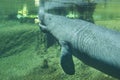 Manatee Eating Royalty Free Stock Photo