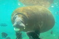 Manatee eating Florida Royalty Free Stock Photo