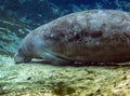 Manatee Foraging Fanning Springs Basin