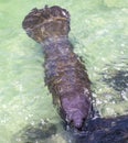 Manatee frontal view