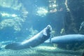 manatee in large Amazonian aquarium