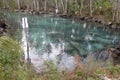 Manatees swimming through a channel from Three Sisters Spring, Florida