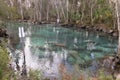 Manatees swimming through a channel from Three Sisters Spring, Florida