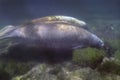 Manatee Mother and Calf Foraging