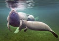 Manatee Mother Nursing Baby Royalty Free Stock Photo